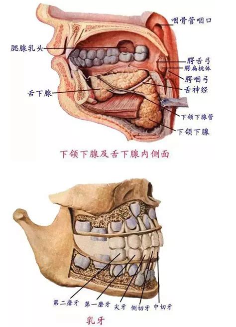 嘴巴器官|口腔的生理结构